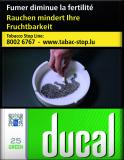 Ducal Menthol 8*25
